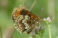 Melitaea athalia