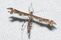 Oxyptilus distans