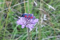 Zygaena filipendulae