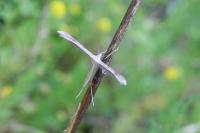Emmelina monodactyla