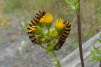 Tyria jacobaeae