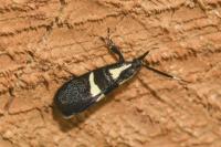 Dasycera oliviella