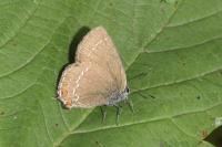 Satyrium ilicis