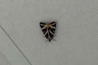 Euplagia quadripunctaria