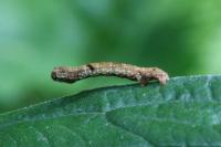 Ectropis crepuscularia
