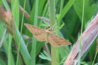 Idaea ochrata