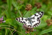 Melanargia galathea