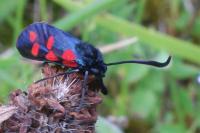 Zygaena transalpina