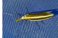 Pleurota aristella