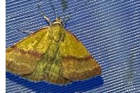 Phytometra viridaria