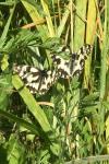 Melanargia galathea