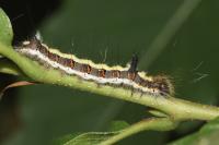 Acronicta psi
