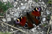 Aglais io