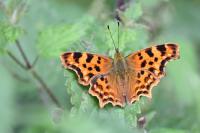 Polygonia c-album