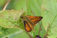 Ochlodes sylvanus