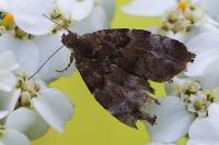 Choreutis pariana