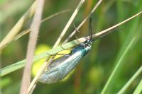Jordanita globulariae