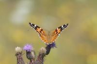 Vanessa cardui
