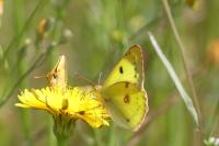 Colias alfacariensis