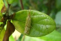 Chrysocrambus linetella