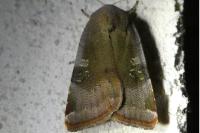 Noctua janthe/janthina