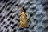 Chrysocrambus linetella
