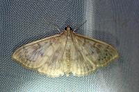 Patania ruralis