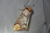 Phalera bucephala