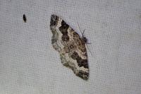 Epirrhoe alternata