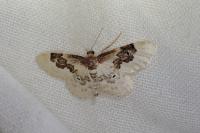 Idaea rusticata