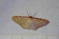 Idaea humiliata