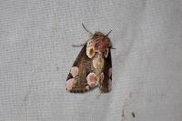 Thyatira batis