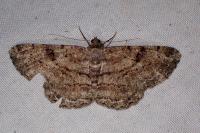 Peribatodes rhomboidaria