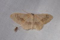 Idaea aversata