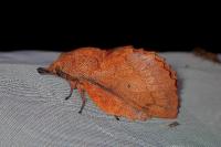 Gastropacha quercifolia