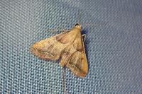 Endotricha flammealis