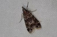Eudonia mercurella