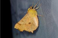 Ennomos alniaria