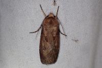 Agrotis exclamationis