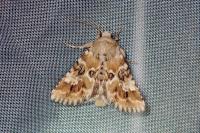 Eremobia ochroleuca