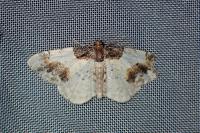 Ligdia adustata