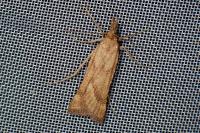 Synaphe punctalis