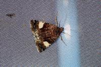 Tyta luctuosa