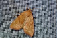 Cosmia trapezina