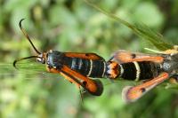 Pyropteron chrysidiforme