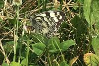 Melanargia galathea