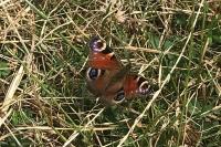 Aglais io