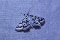 Nymphula nitidulata