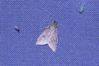 Udea ferrugalis