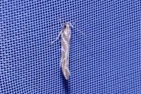 Pyroderces argyrogrammos